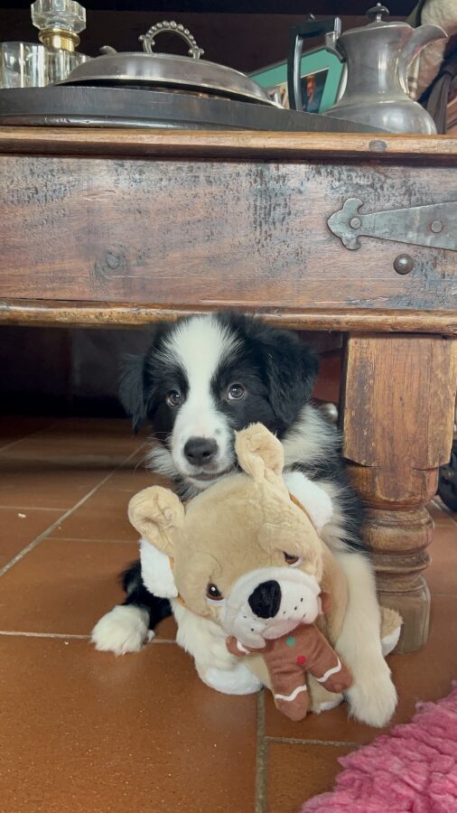 Cuccioli Border Collie in vendita