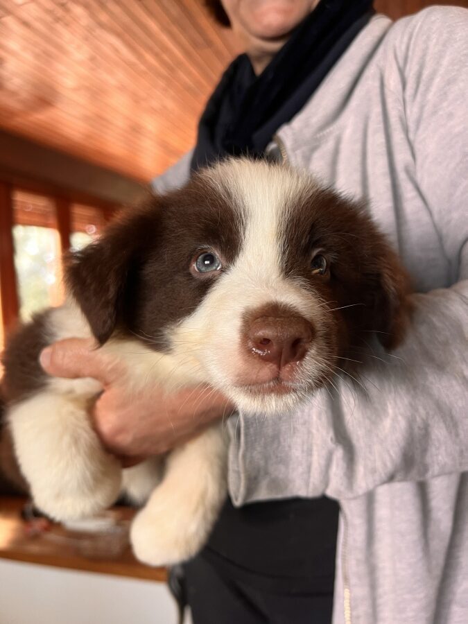 Cuccioli Border Collie in vendita