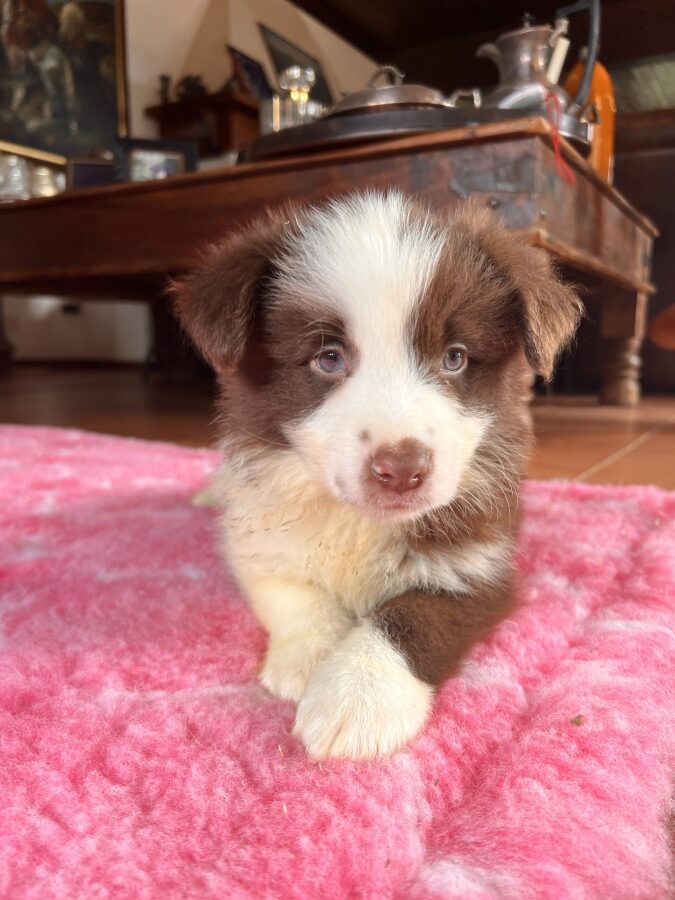 Cuccioli Border Collie in vendita