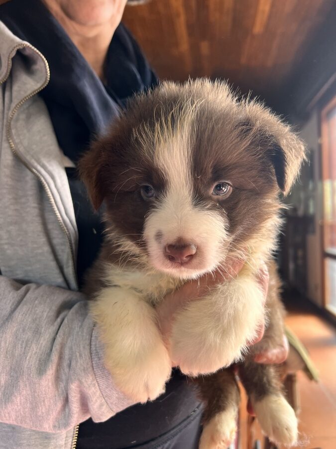 Cuccioli Border Collie in vendita